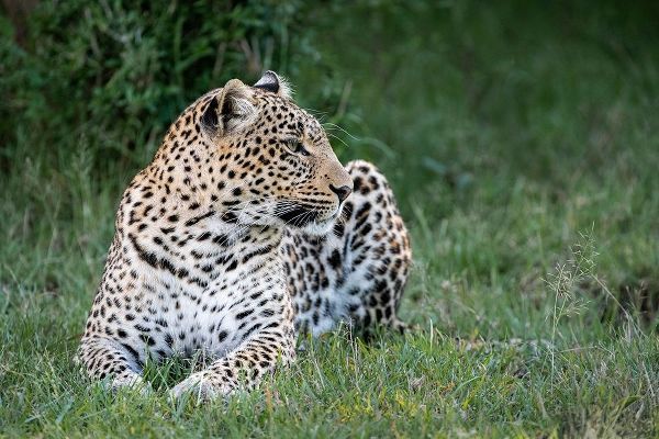 Africa-Kenya-Maasai Mara National Reserve Close-up of resting leopard